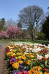 The Sun Shines on Swindon Town Gardens